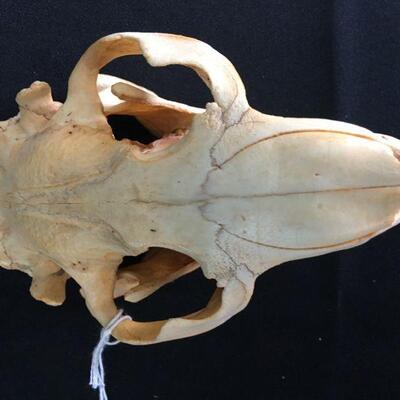 Beaver Skull Complete 