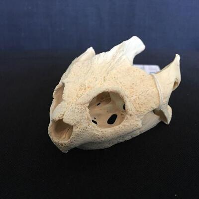 Alligator Snapping Turtle - Separated Jaw 