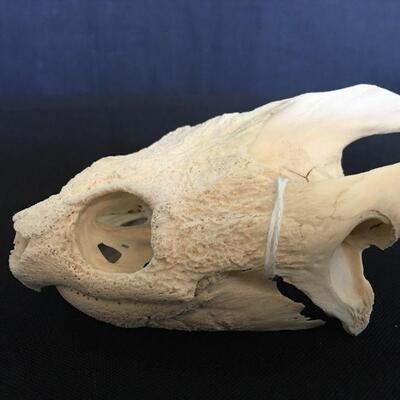 Alligator Snapping Turtle - Separated Jaw 