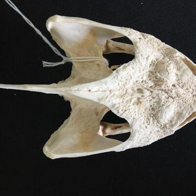 Alligator Snapping Turtle - Separated Jaw 