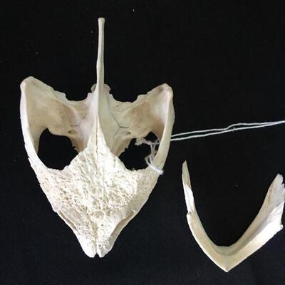 Alligator Snapping Turtle - Separated Jaw 