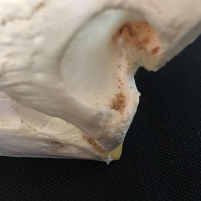 Alligator Snapping Turtle Skull  - Glued Jaw