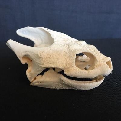 Alligator Snapping Turtle Skull  - Glued Jaw