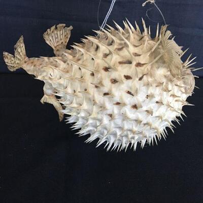 Ocean Blow Fish - Spikes!