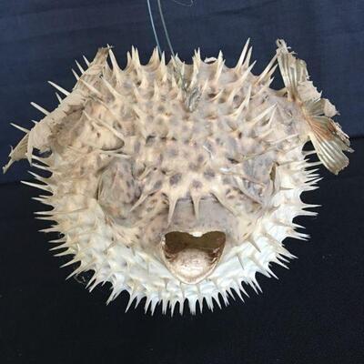Ocean Blow Fish - Spikes!