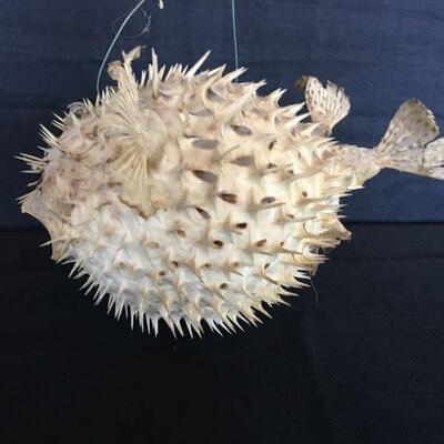 Ocean Blow Fish - Spikes!
