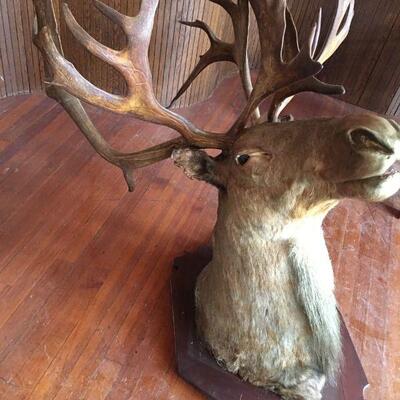 Big Bull Caribou Shoulder Mount