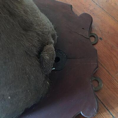 Big Bull Caribou Shoulder Mount