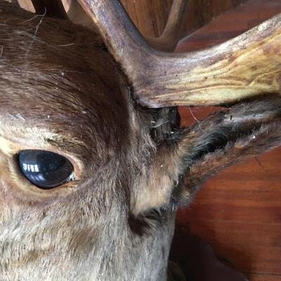 Big Bull Caribou Shoulder Mount