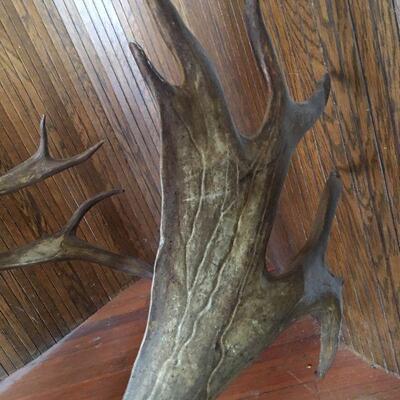 Big Bull Caribou Shoulder Mount
