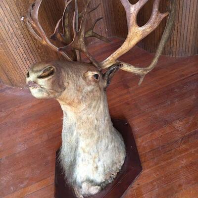 Big Bull Caribou Shoulder Mount