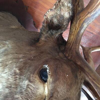 Big Bull Caribou Shoulder Mount