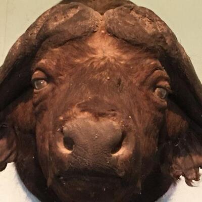African Cape Buffalow Shoulder Mount in Found Condition