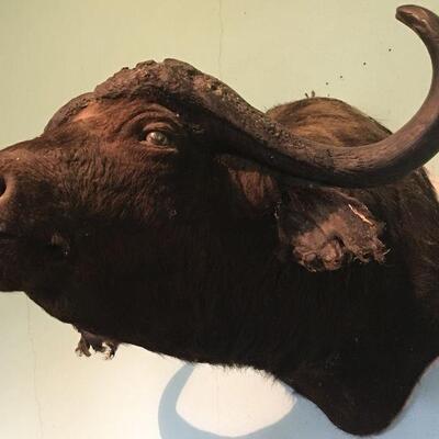 African Cape Buffalow Shoulder Mount in Found Condition