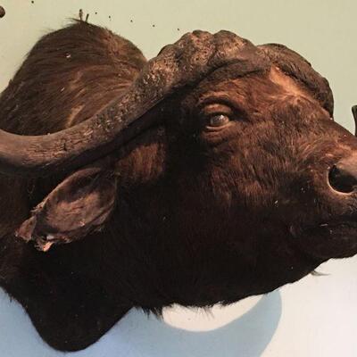African Cape Buffalow Shoulder Mount in Found Condition