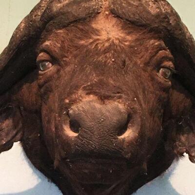 African Cape Buffalow Shoulder Mount in Found Condition
