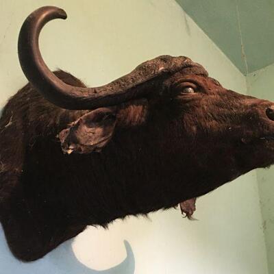 African Cape Buffalow Shoulder Mount in Found Condition