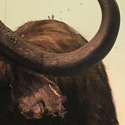African Cape Buffalow Shoulder Mount in Found Condition