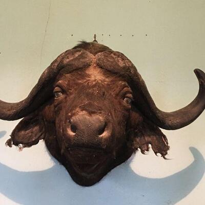 African Cape Buffalow Shoulder Mount in Found Condition
