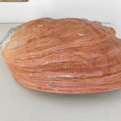 Large Polished Abalone Shell Home Decor for Trinkets 9