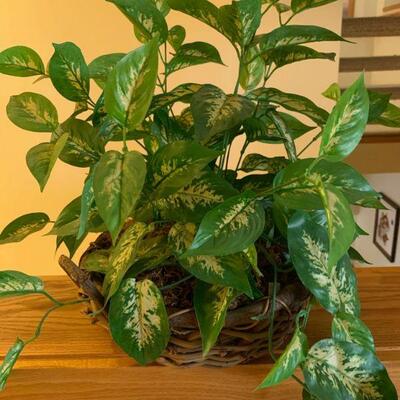 Floral Ivey in basket 