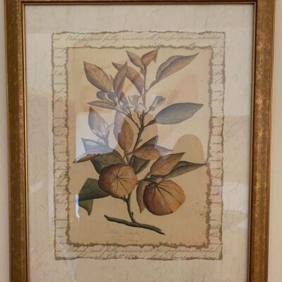 Trio of framed floral prints 