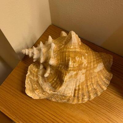 Conch shell 