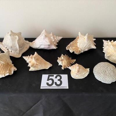LOT#53LR: Assorted Conch Shell Lot with Coral