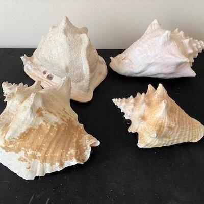 LOT#53LR: Assorted Conch Shell Lot with Coral