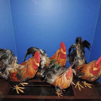 WHO LET OUT THE CHICKENS?