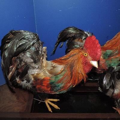 WHO LET OUT THE CHICKENS?