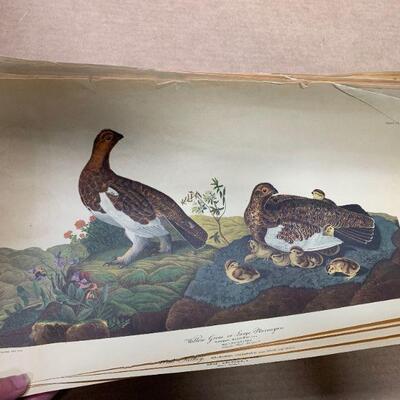#308 J.J. Audubon Bundle of Prints