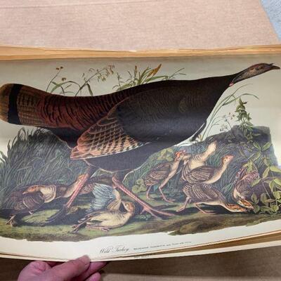 #308 J.J. Audubon Bundle of Prints