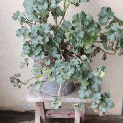 Lot 109 Geranium Plant in Plastic Pot & Bench