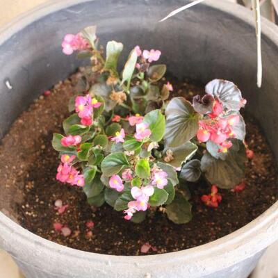 Lot 118 3 Lrg Plastic Pots 1'8"T + 2 additional