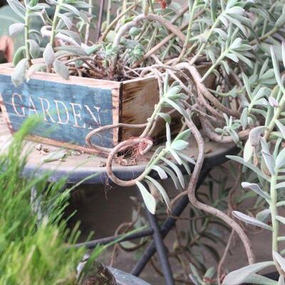 Lot 120 Potted Plants, Margaret Hudson Dove, Table & More