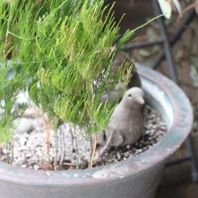 Lot 120 Potted Plants, Margaret Hudson Dove, Table & More