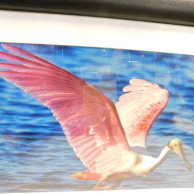 Framed and Matted Photography Art Unsigned Bird in Flight 32