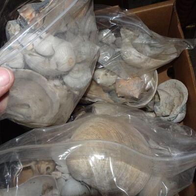 3 Bags of Seashells - Galveston Texas Shells 