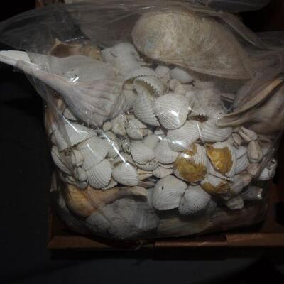 3 Bags of Seashells - Galveston Texas Shells 
