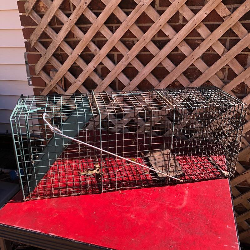 Lot 136 Live Trap
