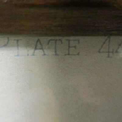 Lot 126 - Gymnogramma Triangularis Botanical Print