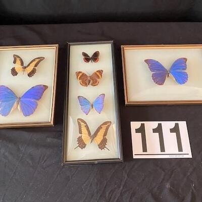LOT#111LR: Framed Butterflies (Brazil)