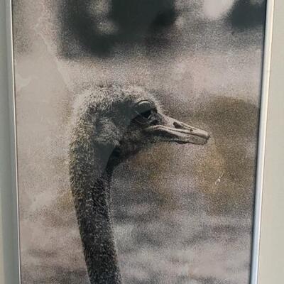 Framed photo of an ostrich 