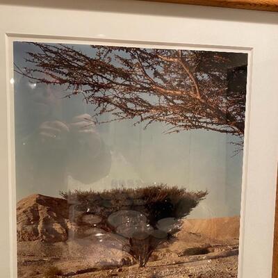 Photograph of a Bush in the Desert 