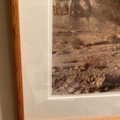 Photograph of a Bush in the Desert 