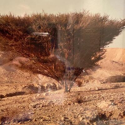 Photograph of a Bush in the Desert 