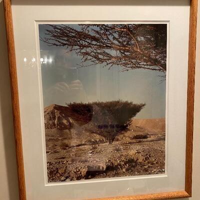 Photograph of a Bush in the Desert 