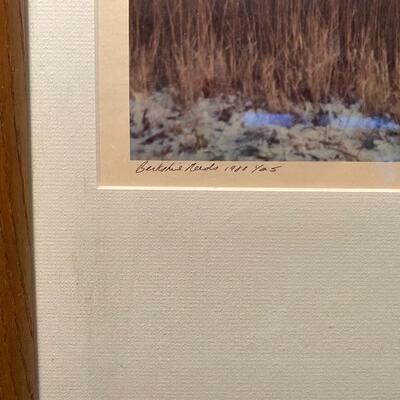Photograph Berkshire Reeds 1988 by Michelle Baylis  