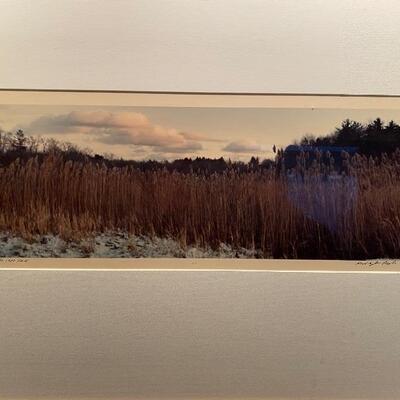 Photograph Berkshire Reeds 1988 by Michelle Baylis  